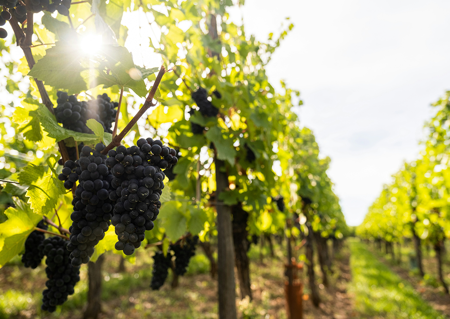 Ocean Eight takes pride in crafting premium wines | Mornington Peninsula
