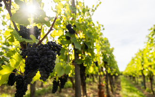 Ocean Eight takes pride in crafting premium wines | Mornington Peninsula